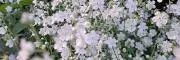 ツキクサ✲•ᴗ•︎✿の画像