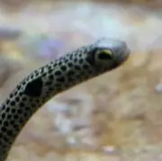 子供とは育ってゆく人だ。 1000年に一人の逸材シバ先生直筆 - メルカリ
