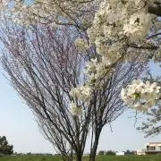 スルメンの画像