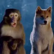 モンキードッグの画像