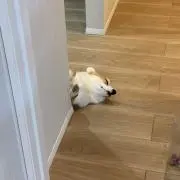こぎの画像