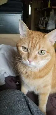 Roki