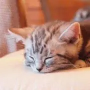 きゅうりの画像