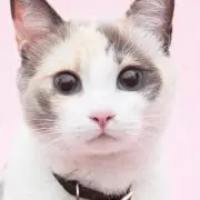 さくら