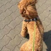 カイ、なつ、モモの画像