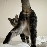 ららの画像