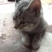 左之助