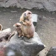mikの画像