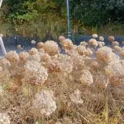 タンハーの画像