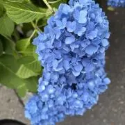 えいきち