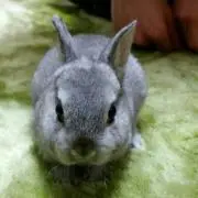 モニモニの画像