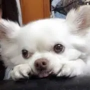 プルメリア