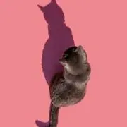 eririの画像