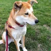 きららの画像