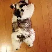へんて子の画像