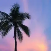 柊木 まとめ売りOKの画像