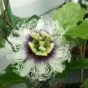 慧の画像