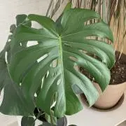 るんるんの画像