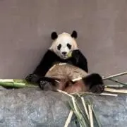 フグタマスオの画像