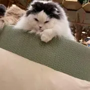 かえでの画像