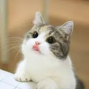 JYMねこー
