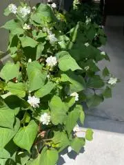 ぱっちょ