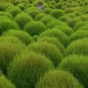 はるはづの画像