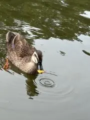 ビオラmの画像