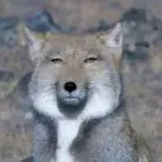 うー