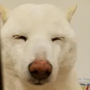 ななちゃんの画像