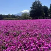 shouma.d  即買い、値引きOKの画像