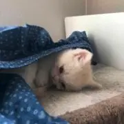 まろに