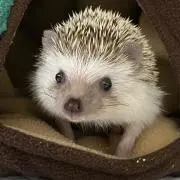 かよの画像