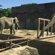 まみの画像