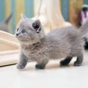チョコミント