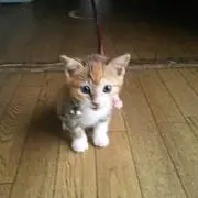 さくら