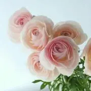 SimpleLifeの画像