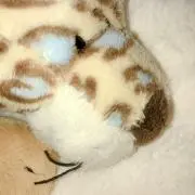 ぴのんの画像