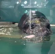 カバのテンテンの画像