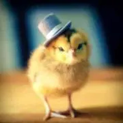 ひよこ