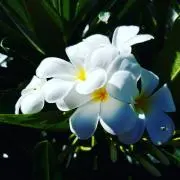 みかんのはな☆セール中