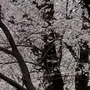 HORI