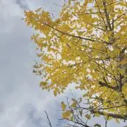 かな