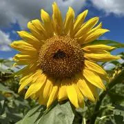 sunflower★断捨離中まとめ歓迎★の画像