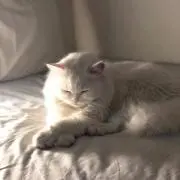 suuの画像