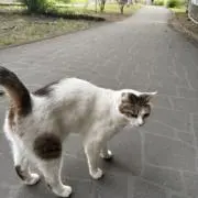 nyantaroの画像