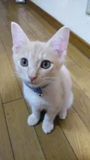 ポポの画像