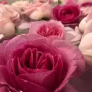 arimamaの画像
