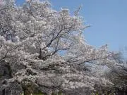 山岡康子 3 chats ３匹の猫　版画　限定21/100 山岡康子 3 chats 3匹の猫 版画 限定21/100 - メルカリ