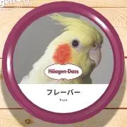 hiyoの画像